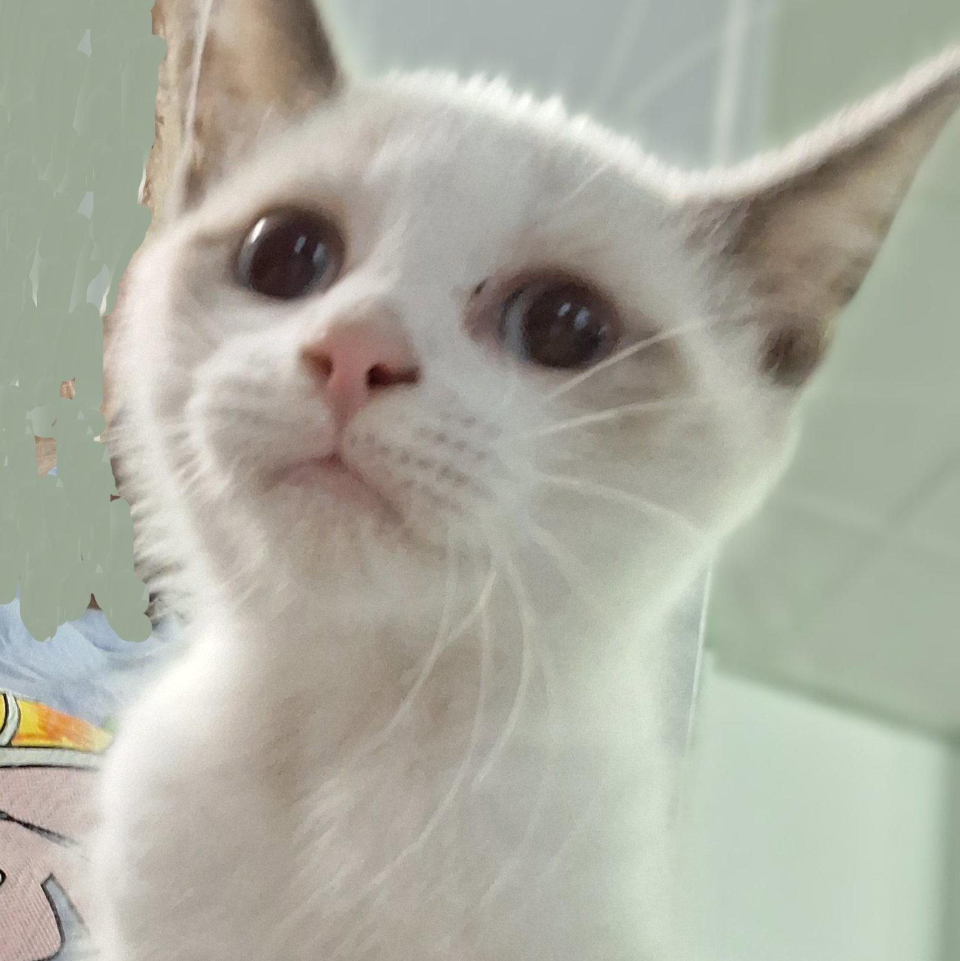 Enlarge Hendrix, a Adopted Siamese in Mcconnelsville, OH image 2/3