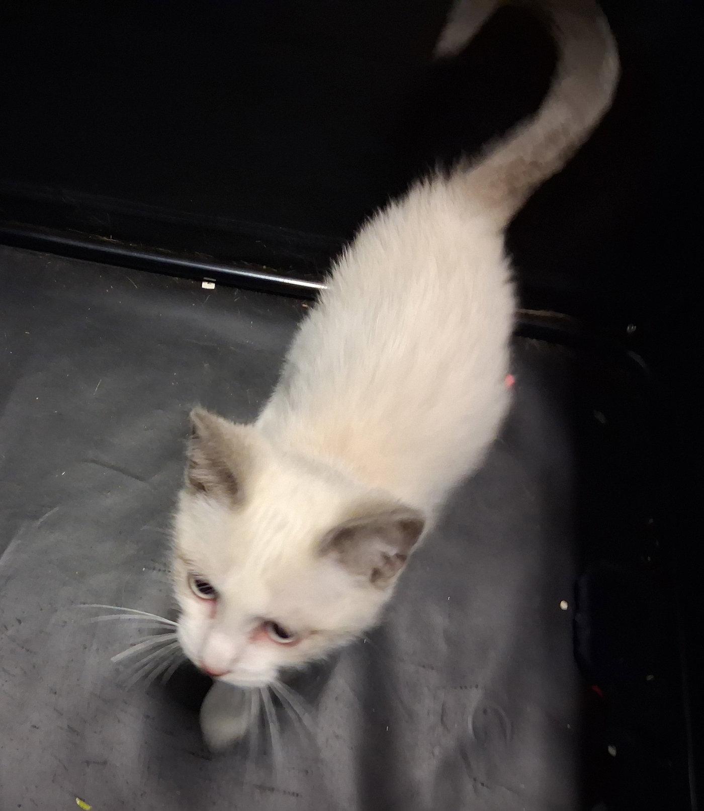 Enlarge Hendrix, a Adopted Siamese in Mcconnelsville, OH image 3/3