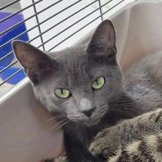 CHICKEN, Adopted, Kitten Female Domestic Short Hair.