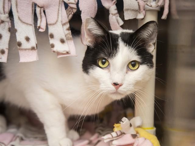 YUKI, Adoptable, Adult Male Domestic Short Hair.