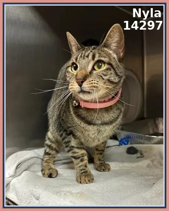 NYLA, Adoptable, Adult Female Domestic Short Hair.