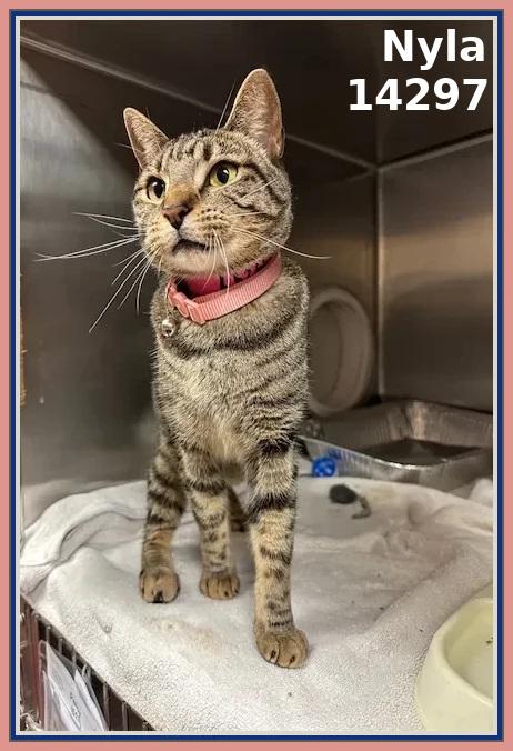 NYLA, a Adoptable mixed breed in Marietta, GA image 2/3