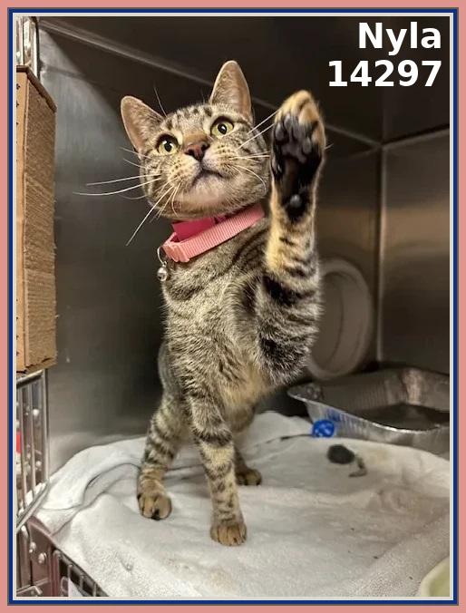 NYLA, a Adoptable mixed breed in Marietta, GA image 3/3