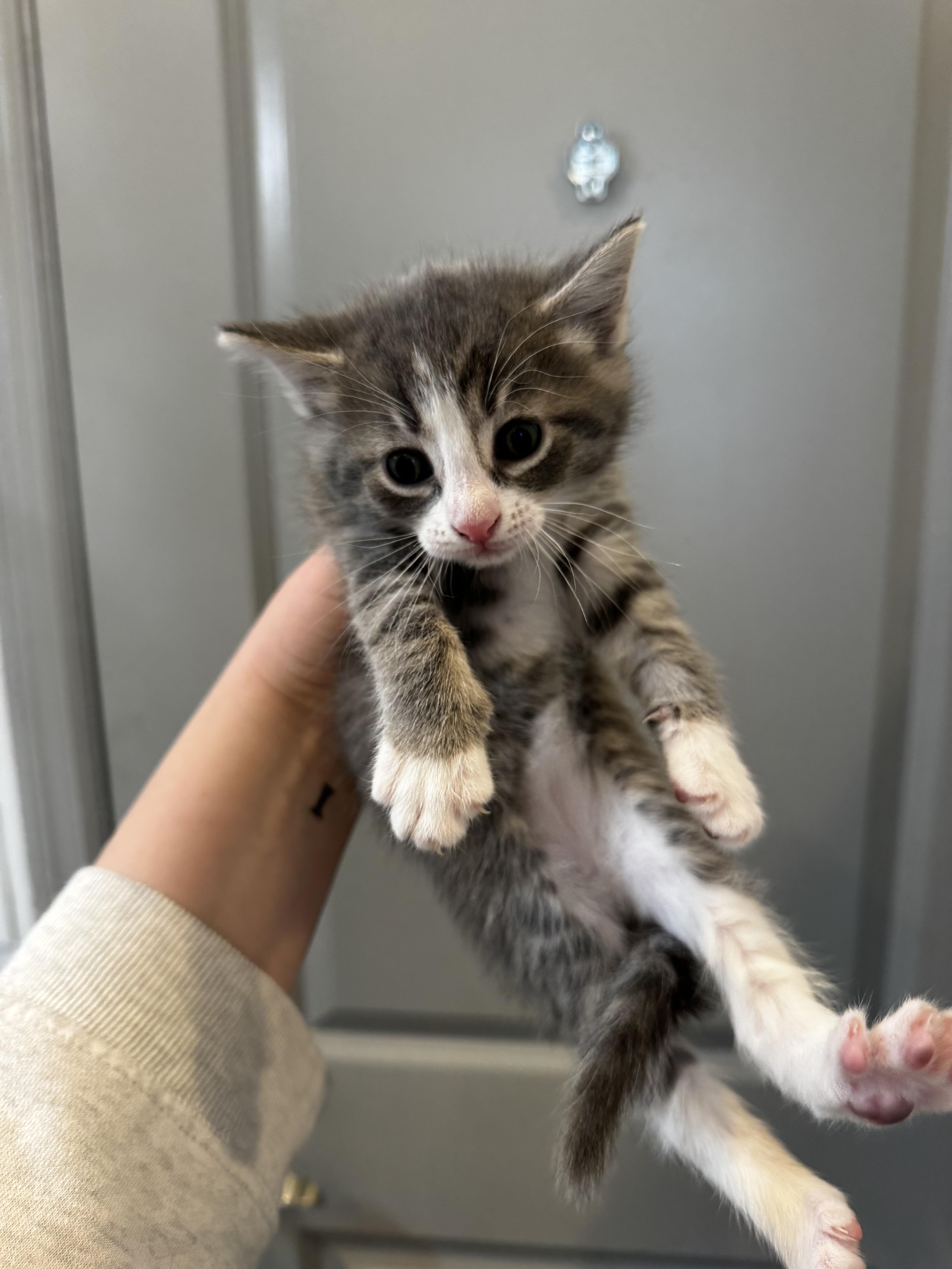 Enlarge Cerulean, a Adoptable Domestic Short Hair in Columbus, OH image 1/3