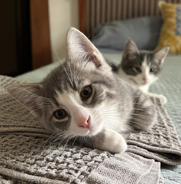 Cerulean, adoptable, Kitten Male Domestic Short Hair.