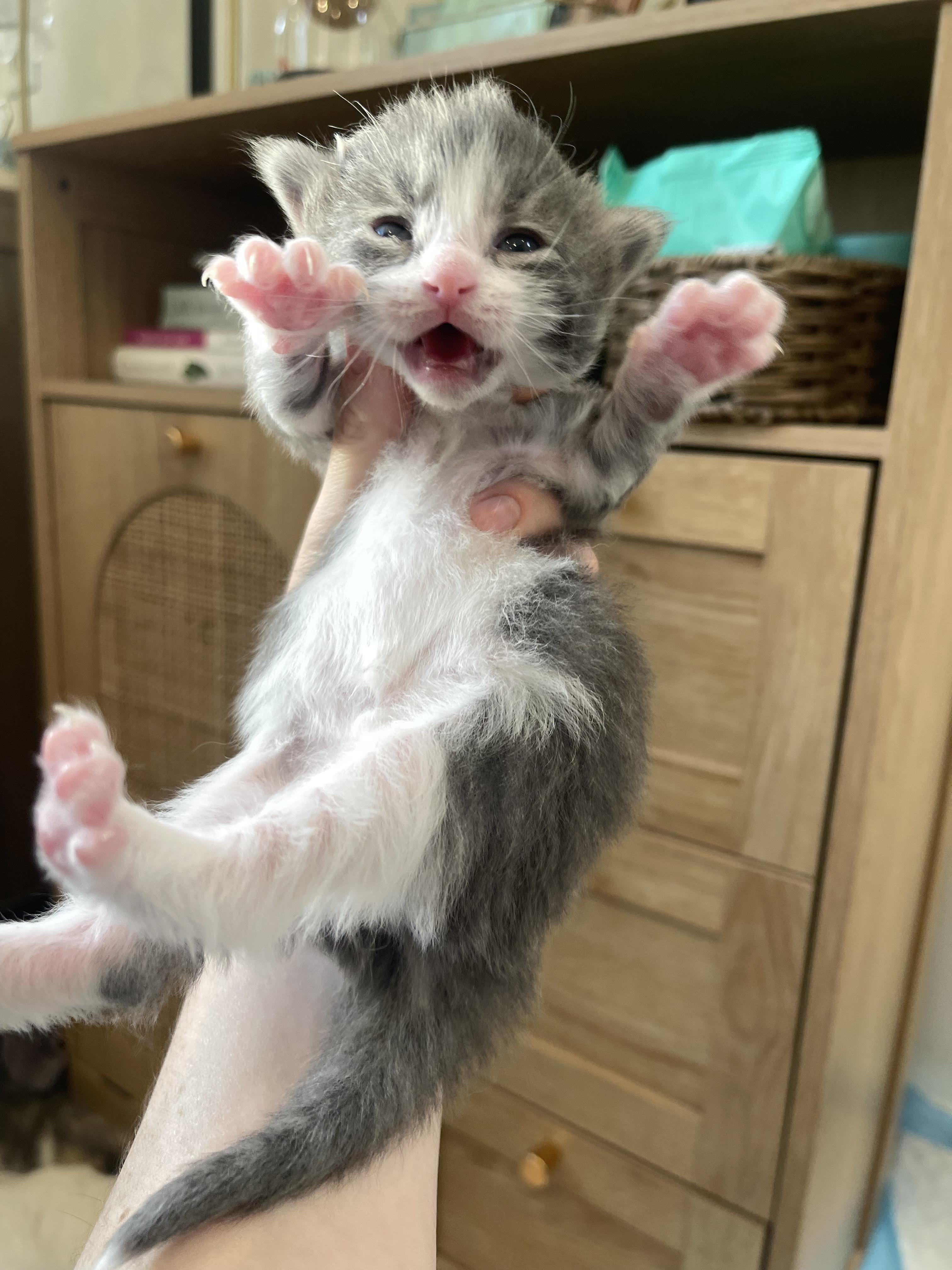 Enlarge Cerulean, a Adoptable Domestic Short Hair in Columbus, OH image 2/3