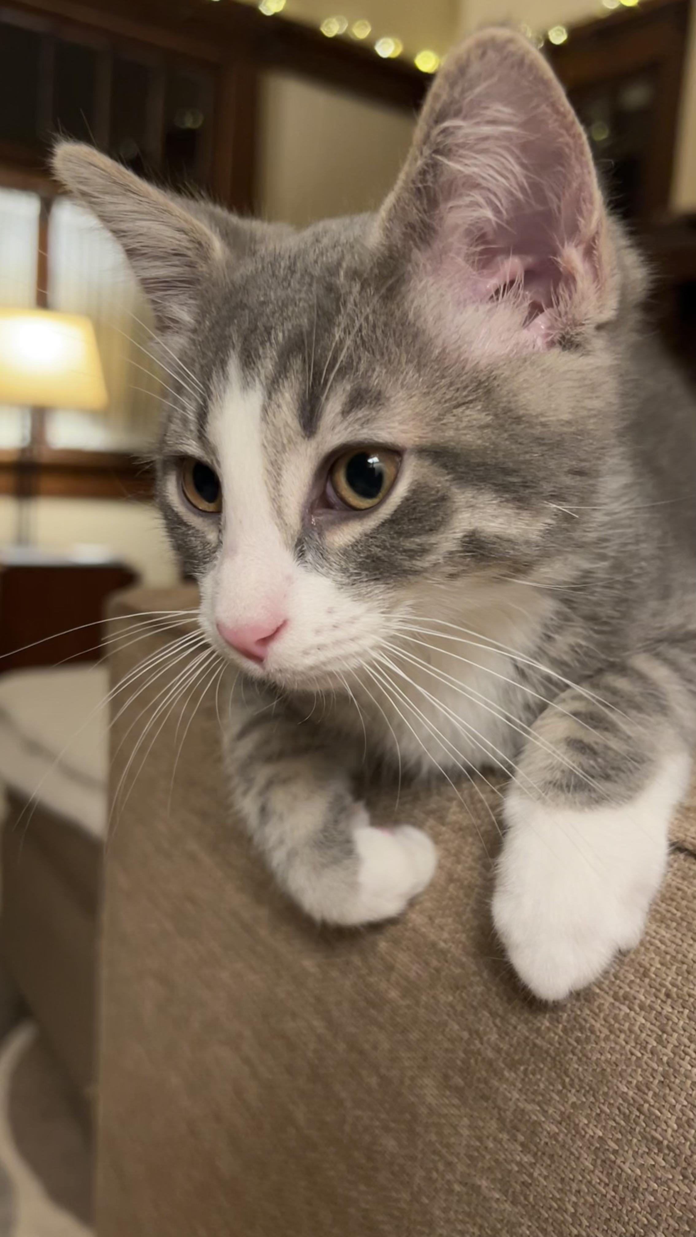 Enlarge Cerulean, an adoptable Domestic Short Hair in Columbus, OH image 6/6
