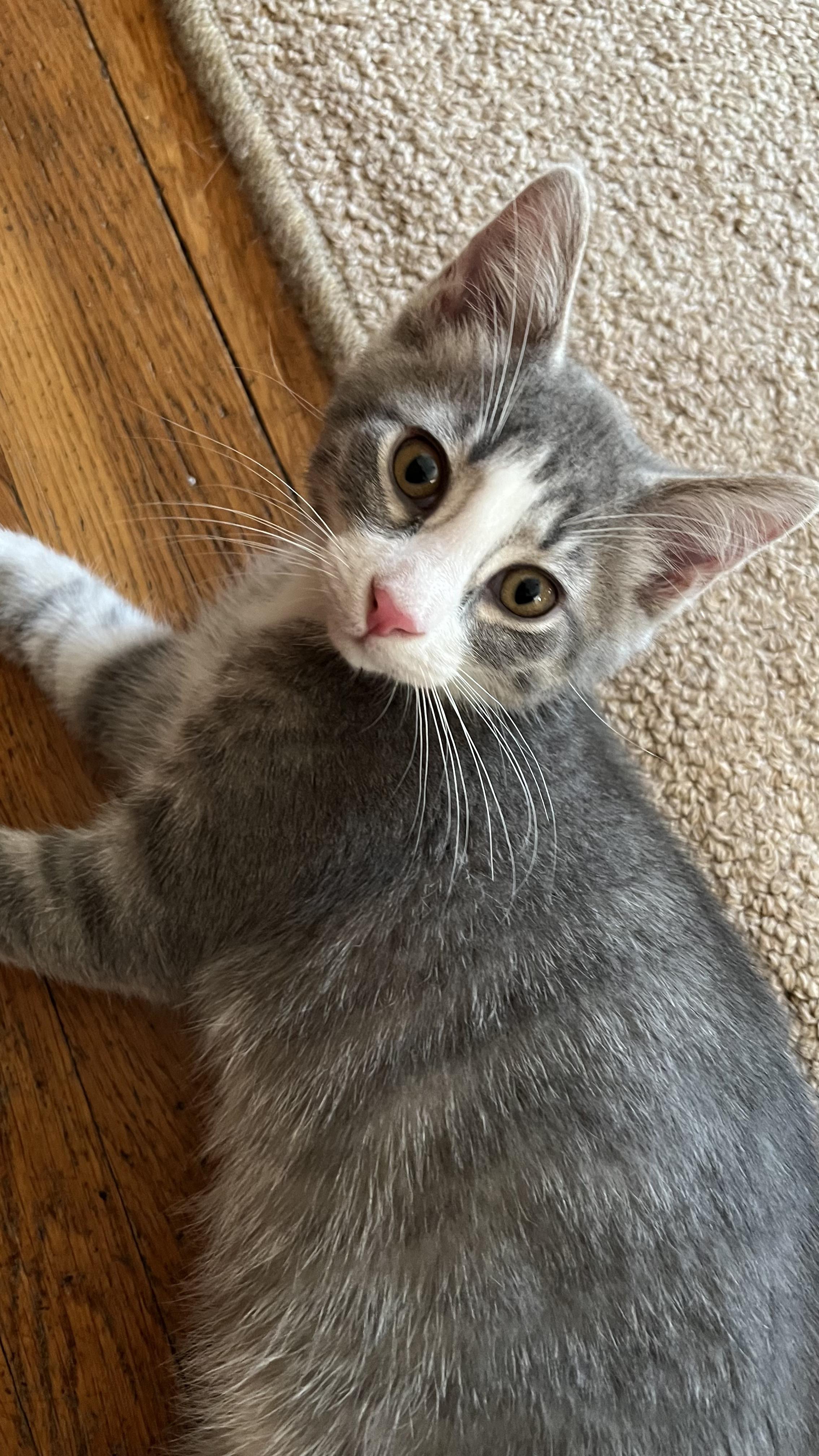 Enlarge Cerulean, an adoptable Domestic Short Hair in Columbus, OH image 2/6