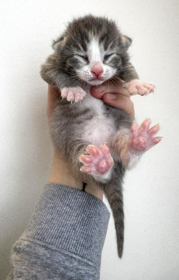 Enlarge Cerulean, a Adoptable Domestic Short Hair in Columbus, OH image 3/3