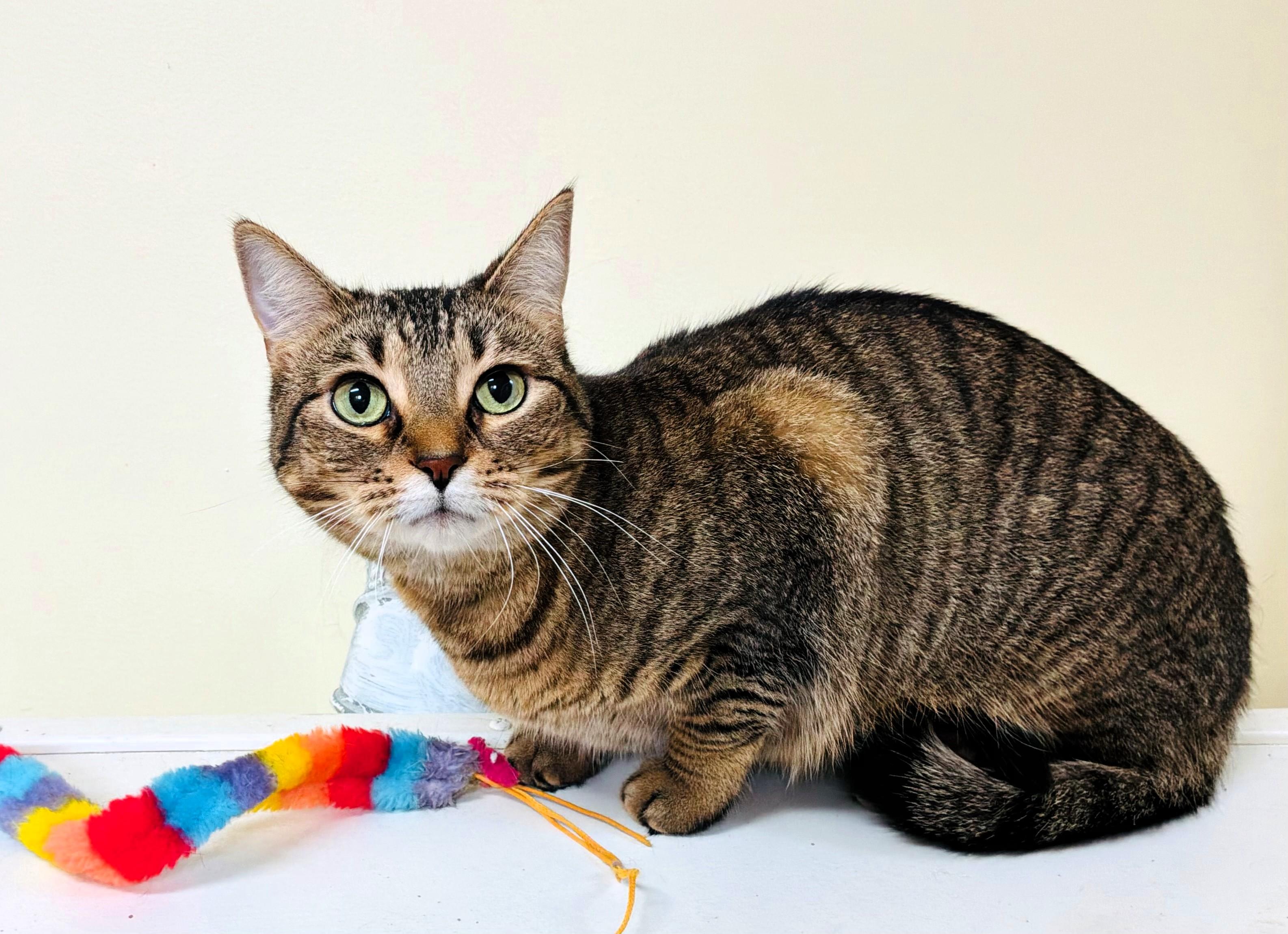 Carla, ADOPTABLE, Adult Female Domestic Short Hair.