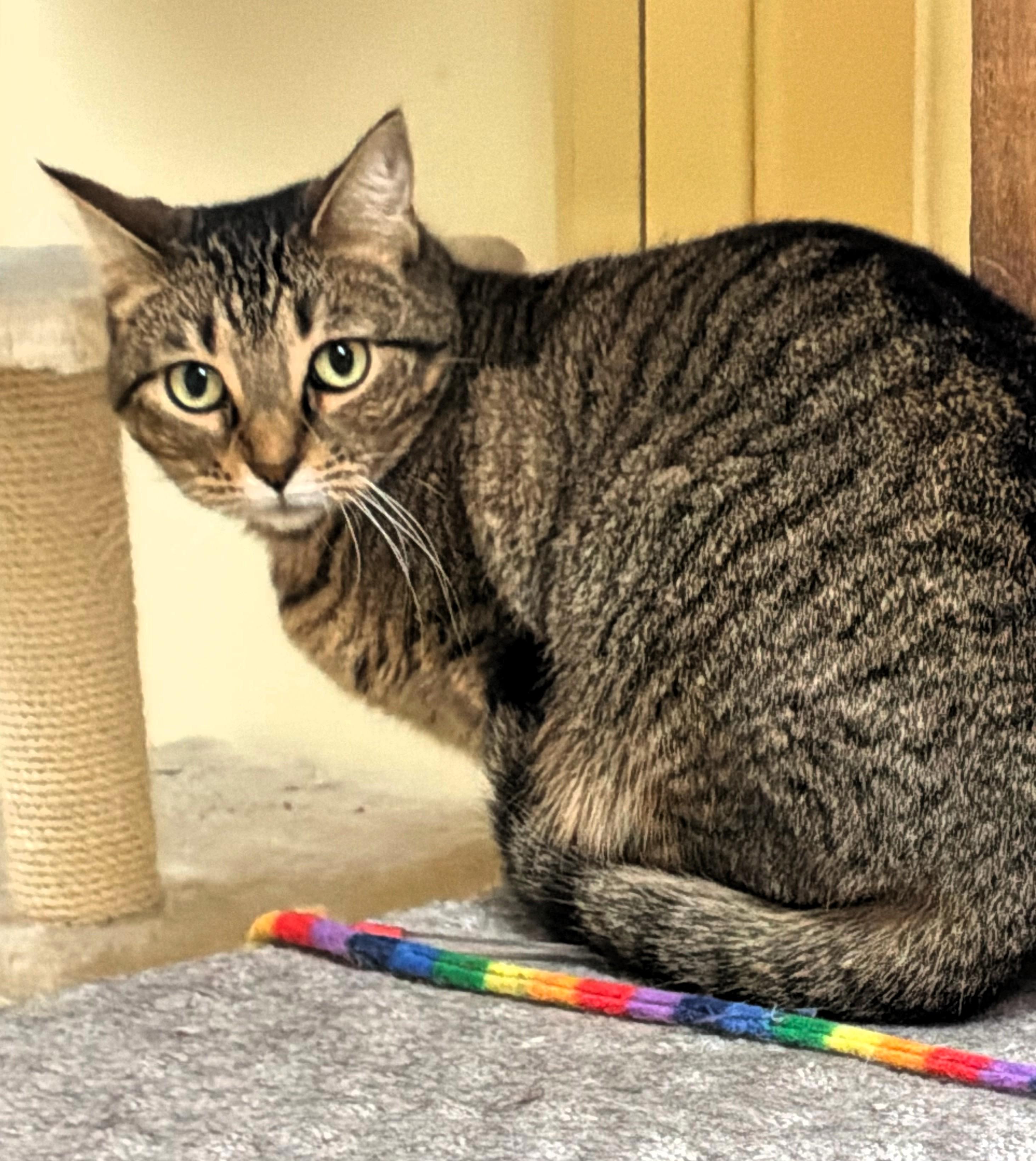 Enlarge Carla, a ADOPTABLE Domestic Short Hair in Wayland, MA image 2/4