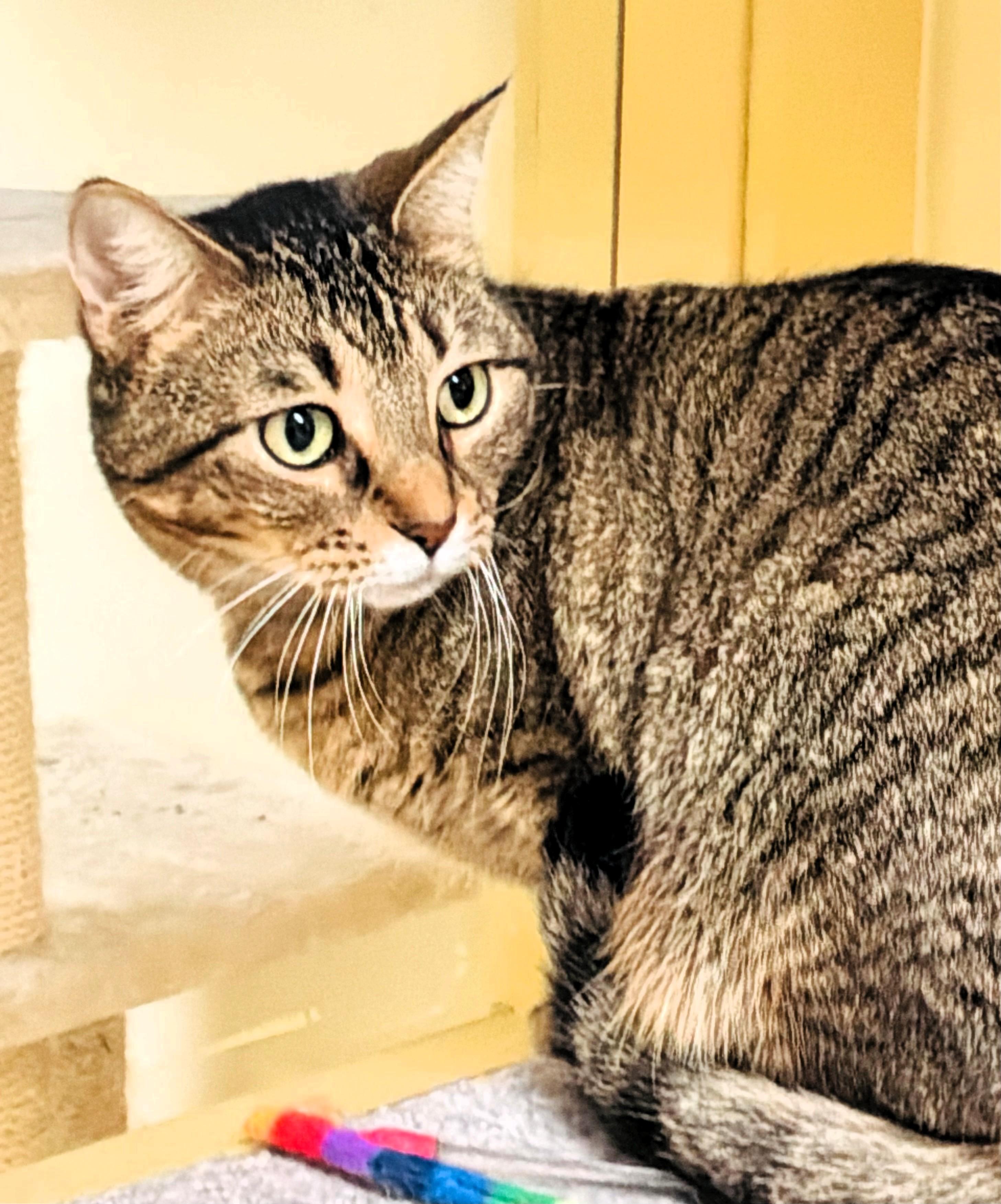 Enlarge Carla, a ADOPTABLE Domestic Short Hair in Wayland, MA image 3/4