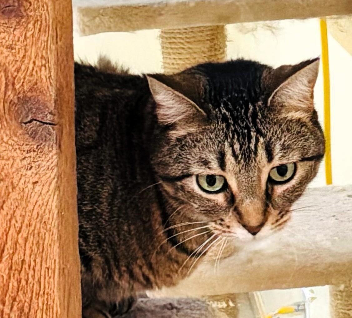 Enlarge Carla, a ADOPTABLE Domestic Short Hair in Wayland, MA image 4/4