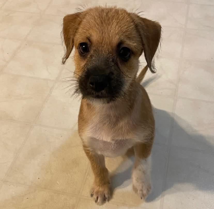 Scoob, Baby Female Miniature Schnauzer