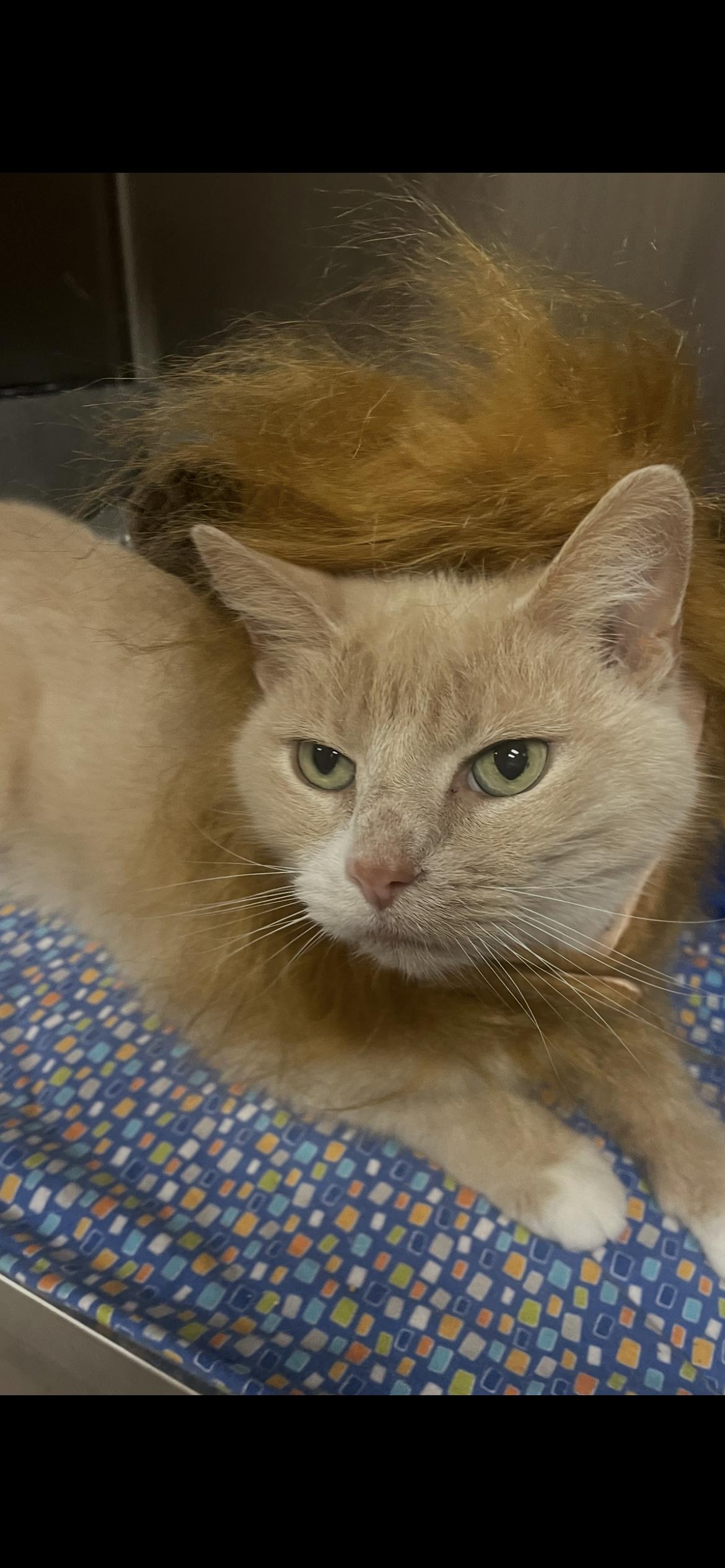 Enlarge Poncho, a Adoptable Domestic Short Hair in Georgetown, KY image 1/1