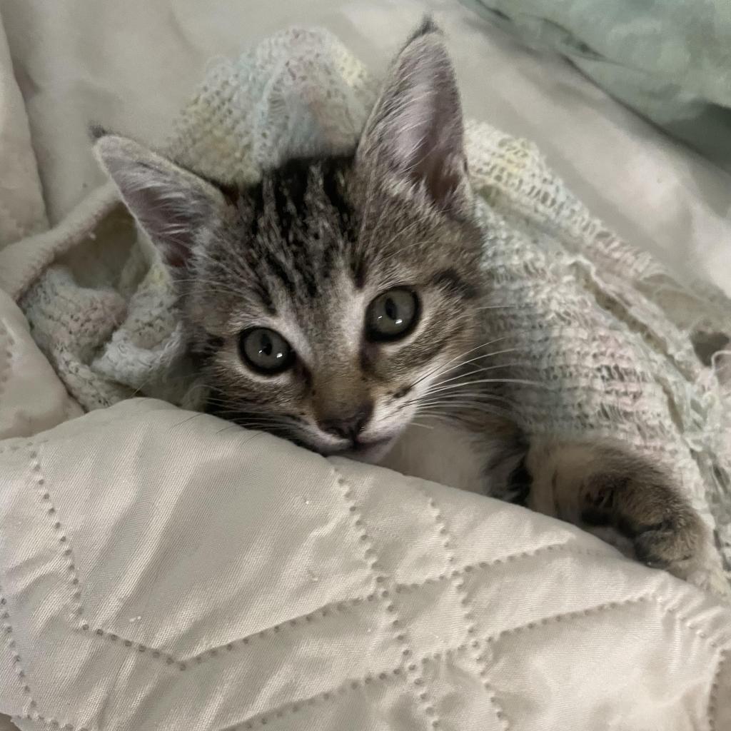 Baby, a Adoptable Domestic Short Hair in Huntsville, AL image 5/6