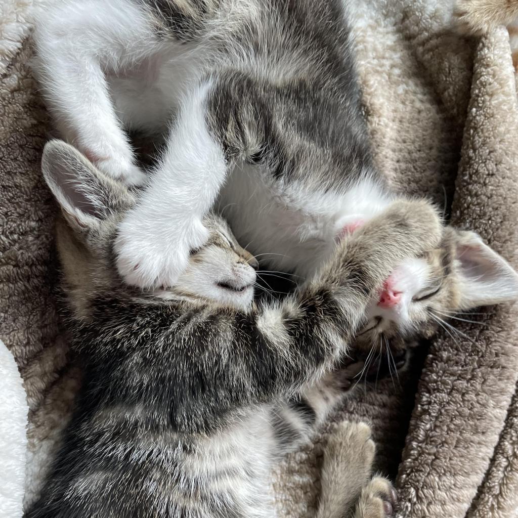 Baby, a Adoptable Domestic Short Hair in Huntsville, AL image 6/6