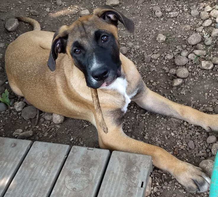 Enlarge Bogart, a Adoptable mixed breed in Barrington Hills, IL image 1/11