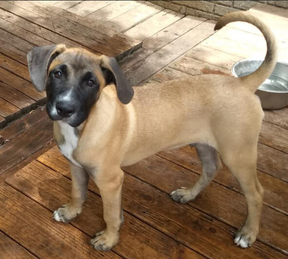 Enlarge Bogart, a Adoptable mixed breed in Barrington Hills, IL image 2/11