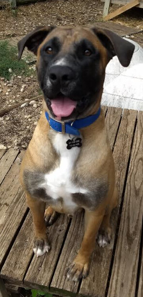 Enlarge Bogart, a Adoptable mixed breed in Barrington Hills, IL image 3/11