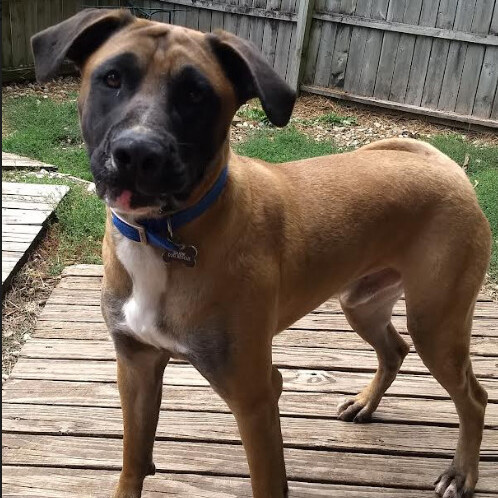 Enlarge Bogart, a Adoptable mixed breed in Barrington Hills, IL image 4/11