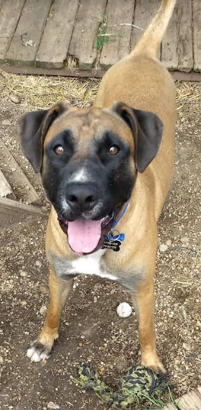 Enlarge Bogart, a Adoptable mixed breed in Barrington Hills, IL image 5/11