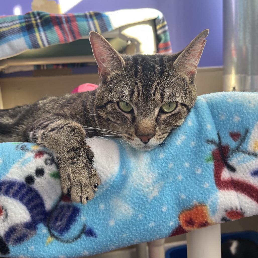 Riptide, Adoptable, Adult Male Domestic Short Hair.
