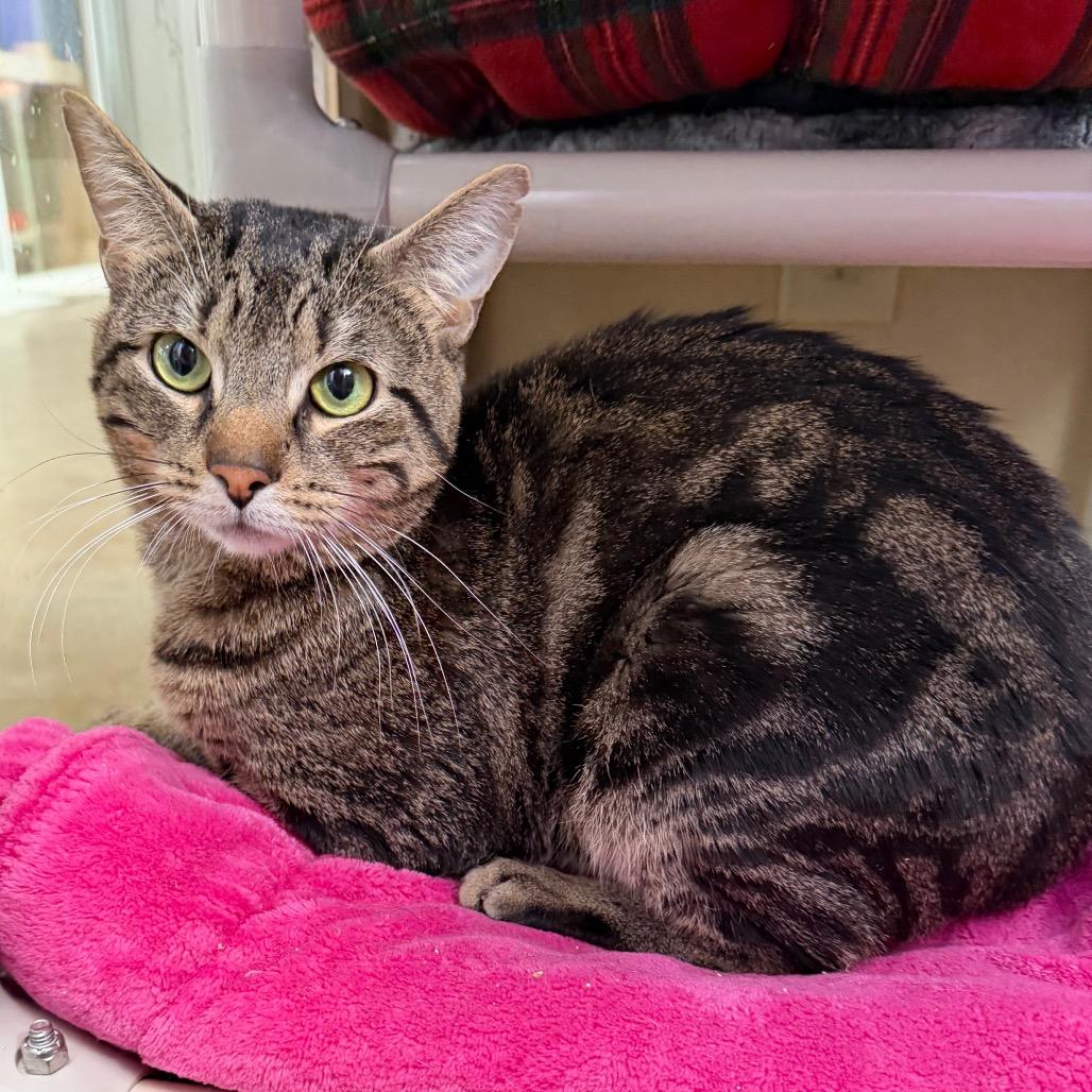 Enlarge Riptide, a Adoptable Domestic Short Hair in Mankato, MN image 3/6