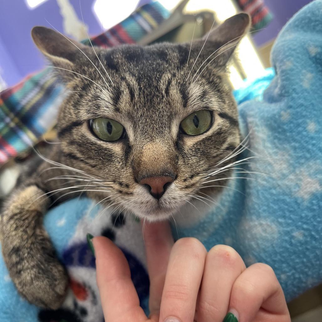 Enlarge Riptide, a Adoptable Domestic Short Hair in Mankato, MN image 4/6