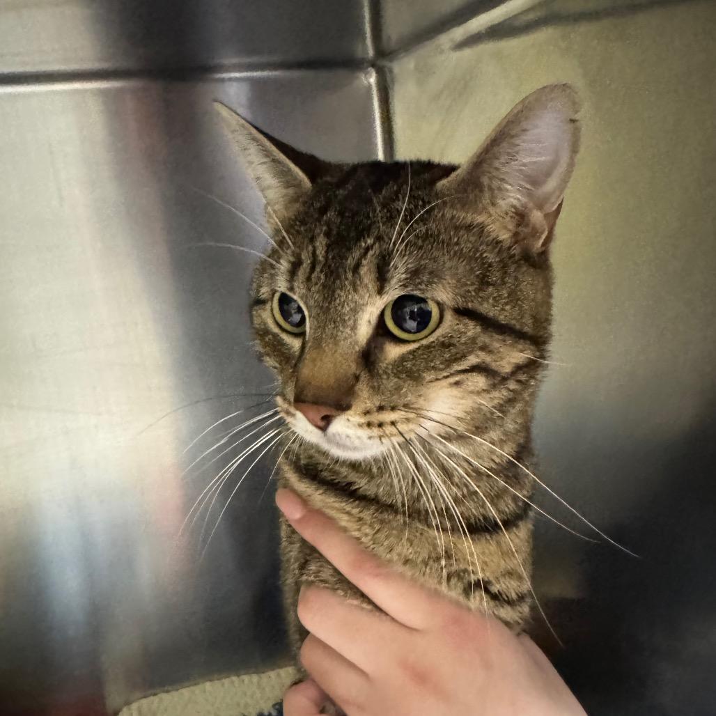 Enlarge Riptide, a Adoptable Domestic Short Hair in Mankato, MN image 5/6