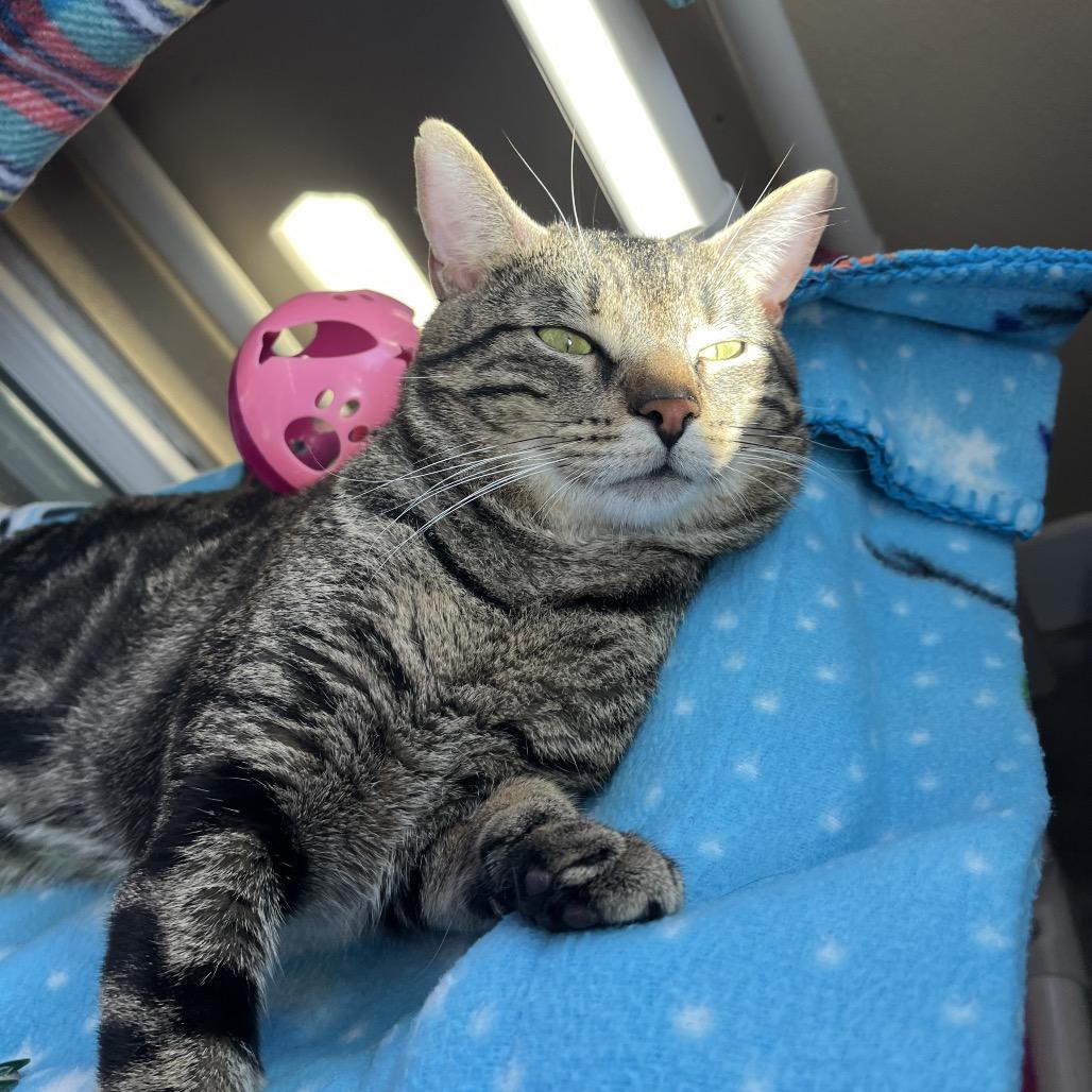 Enlarge Riptide, a Adoptable Domestic Short Hair in Mankato, MN image 6/6