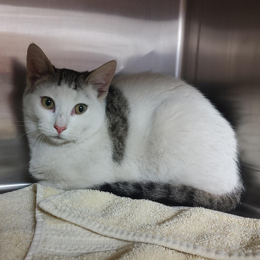 Mayfly, Adoptable, Young Male Domestic Short Hair.