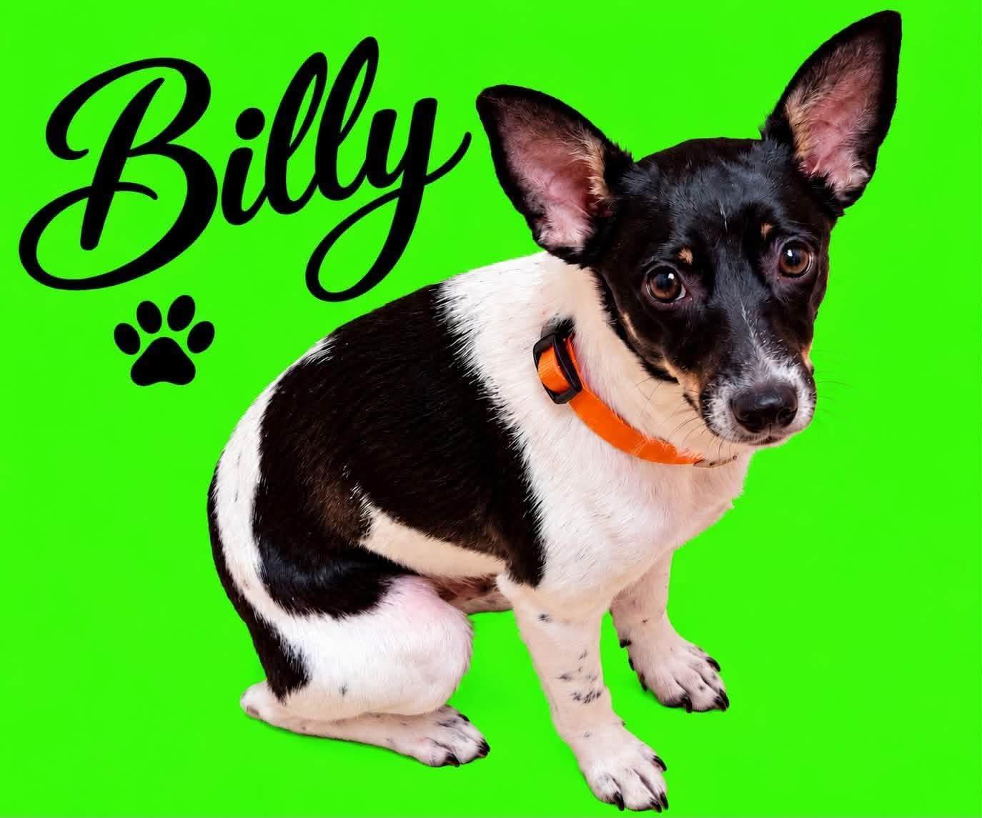 Enlarge Billy, a Adoptable mixed breed in Walker, LA image 2/3