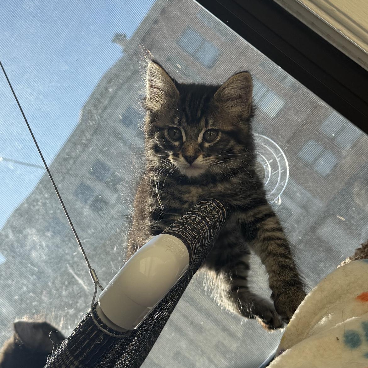 Enlarge Franky, an adopted Domestic Long Hair in San Francisco, CA image 1/6