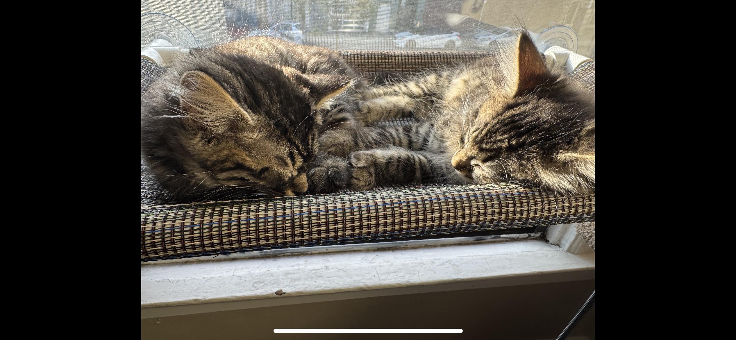 Enlarge Franky, an adopted Domestic Long Hair in San Francisco, CA image 2/6