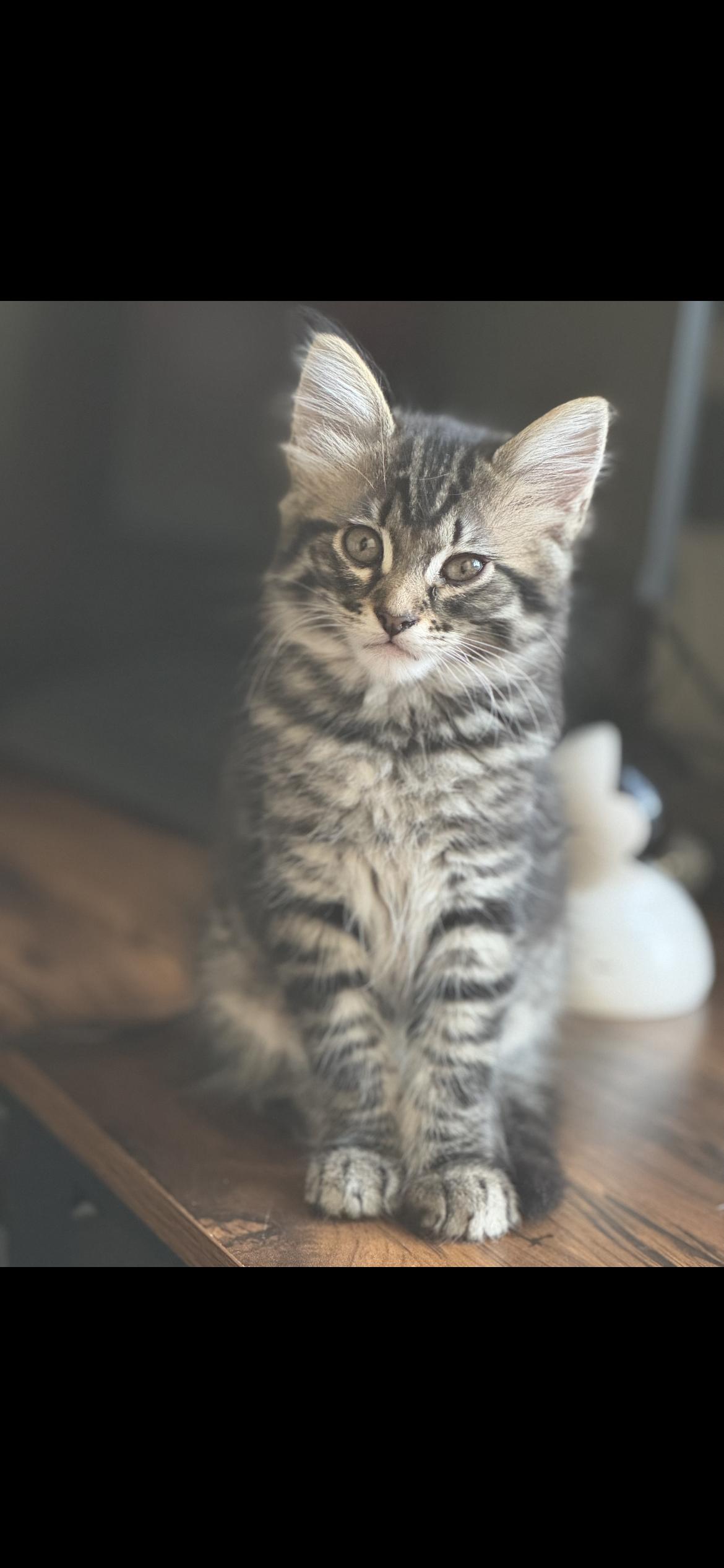 Enlarge Franky, an adopted Domestic Long Hair in San Francisco, CA image 3/6