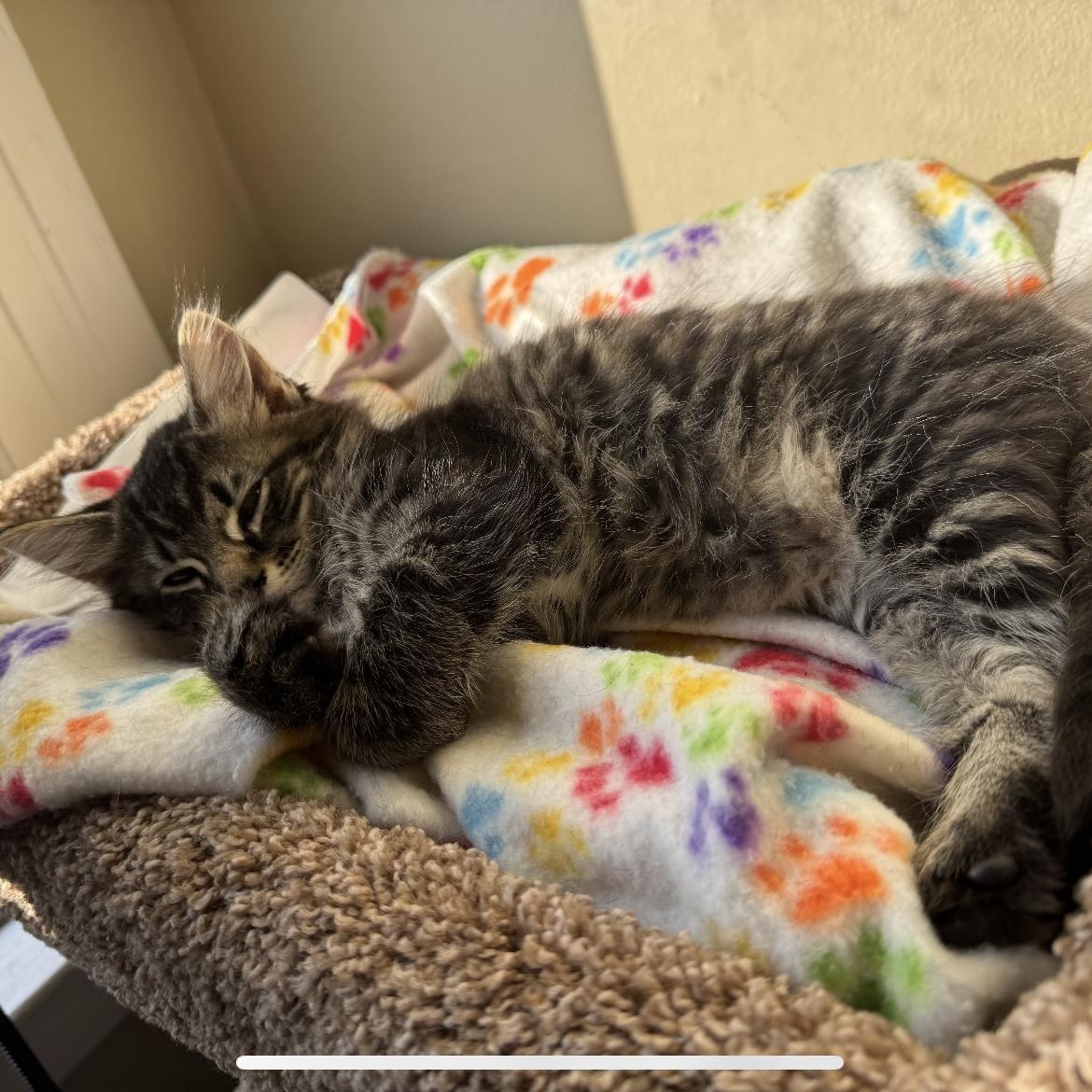 Enlarge Franky, an adopted Domestic Long Hair in San Francisco, CA image 4/6