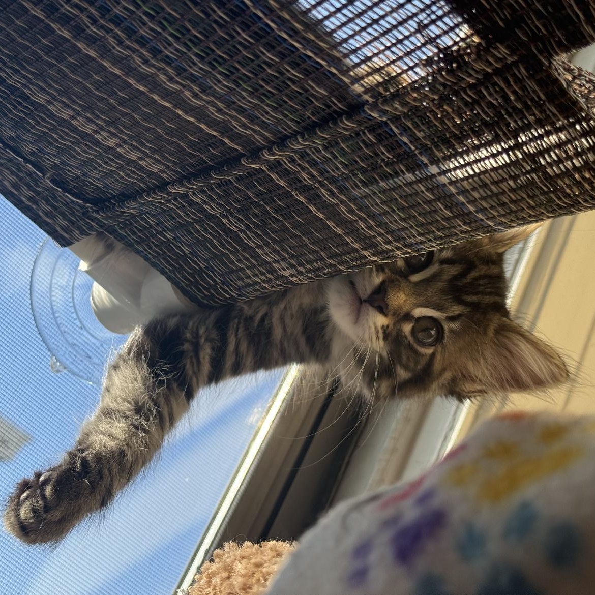 Enlarge Franky, an adopted Domestic Long Hair in San Francisco, CA image 5/6