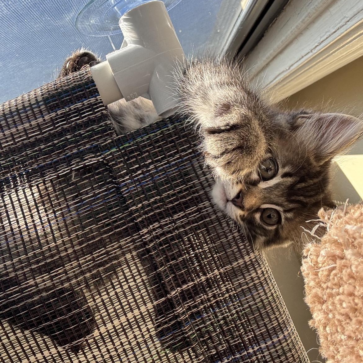 Enlarge Franky, an adopted Domestic Long Hair in San Francisco, CA image 6/6