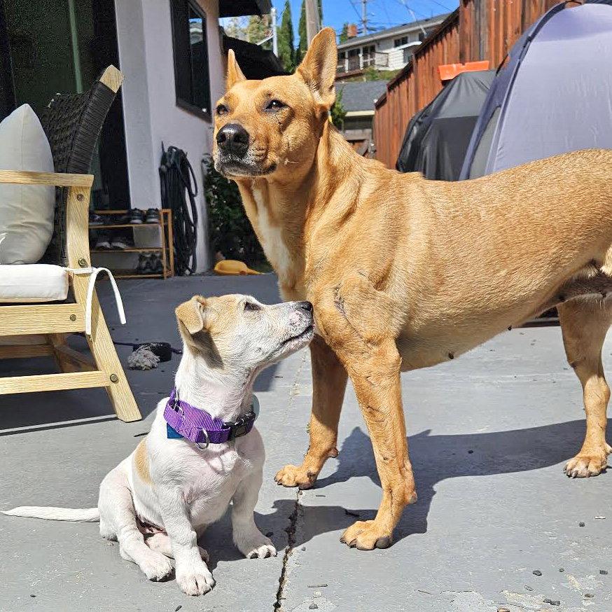 Naomi, a Adopted Mixed Breed in Oakland, CA image 1/3