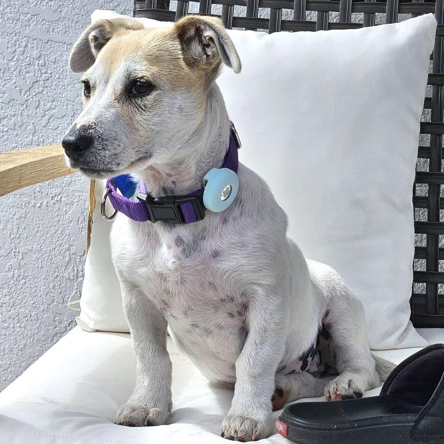 Naomi, a Adopted Mixed Breed in Oakland, CA image 2/3