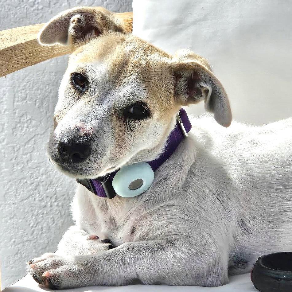 Naomi, a Adopted Mixed Breed in Oakland, CA image 3/3