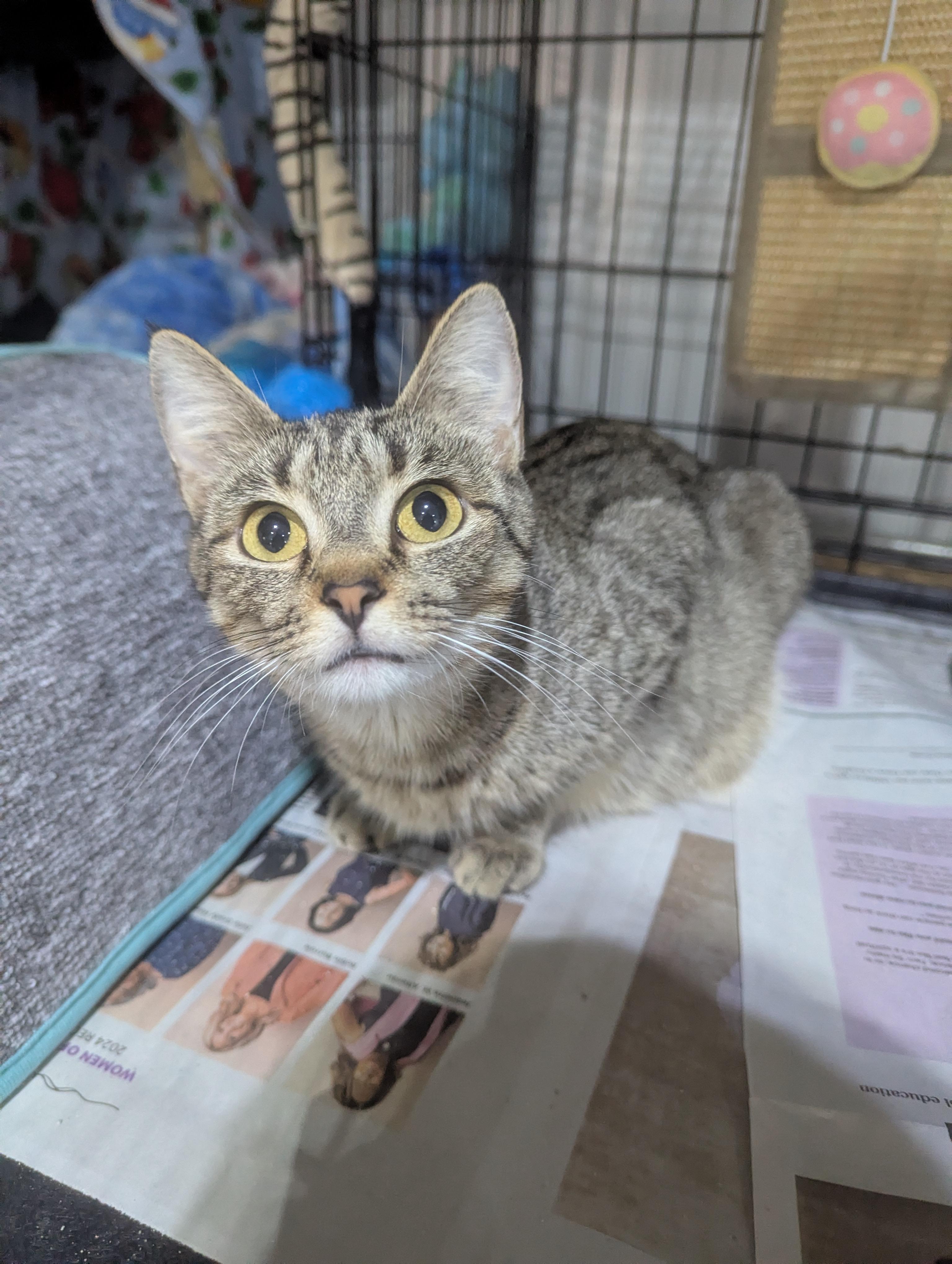 Enlarge Mayzie, a ADOPTABLE Domestic Short Hair in Batesville, IN image 3/3