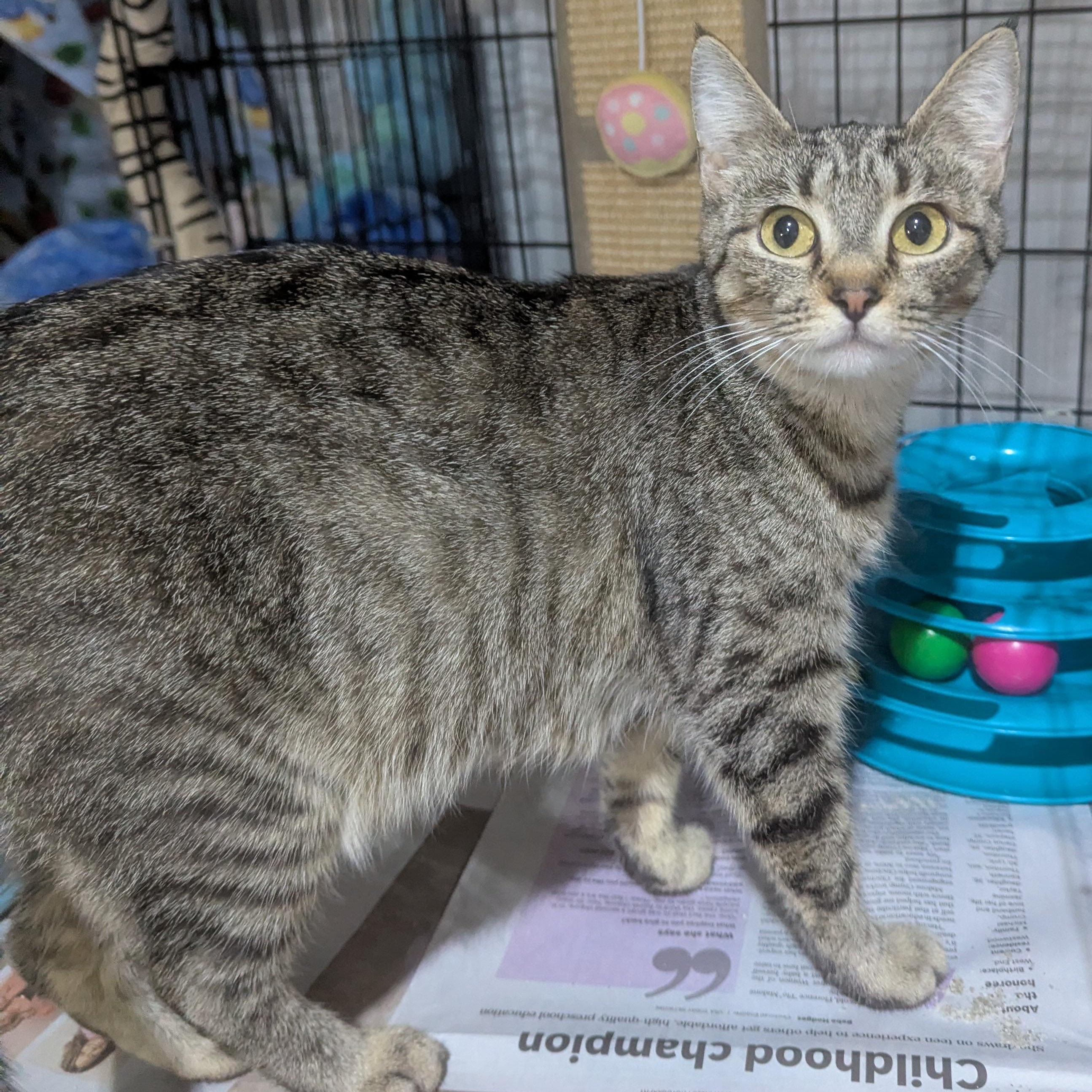 Mayzie, ADOPTABLE, Adult Female Domestic Short Hair.
