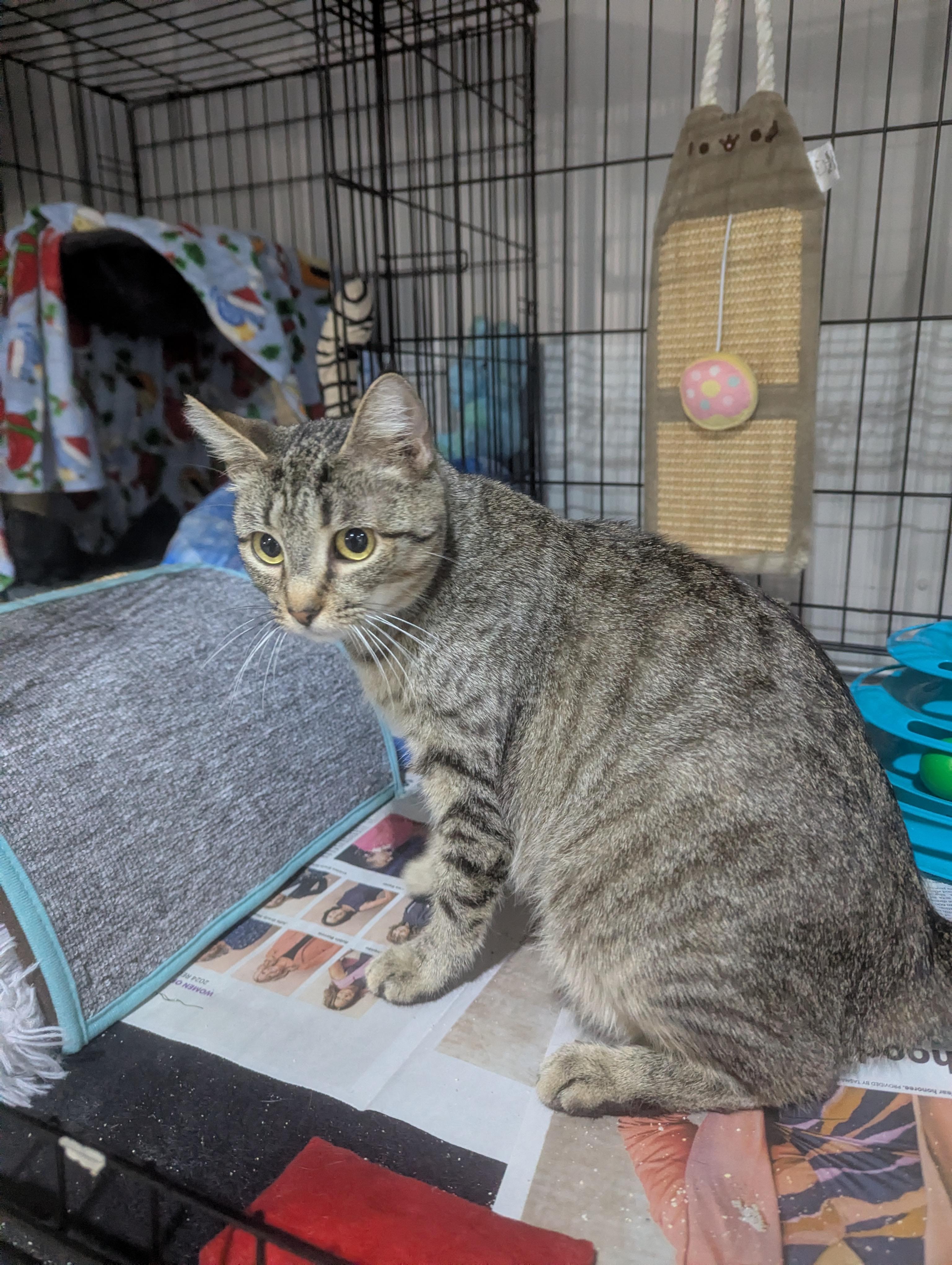 Enlarge Mayzie, a ADOPTABLE Domestic Short Hair in Batesville, IN image 2/3