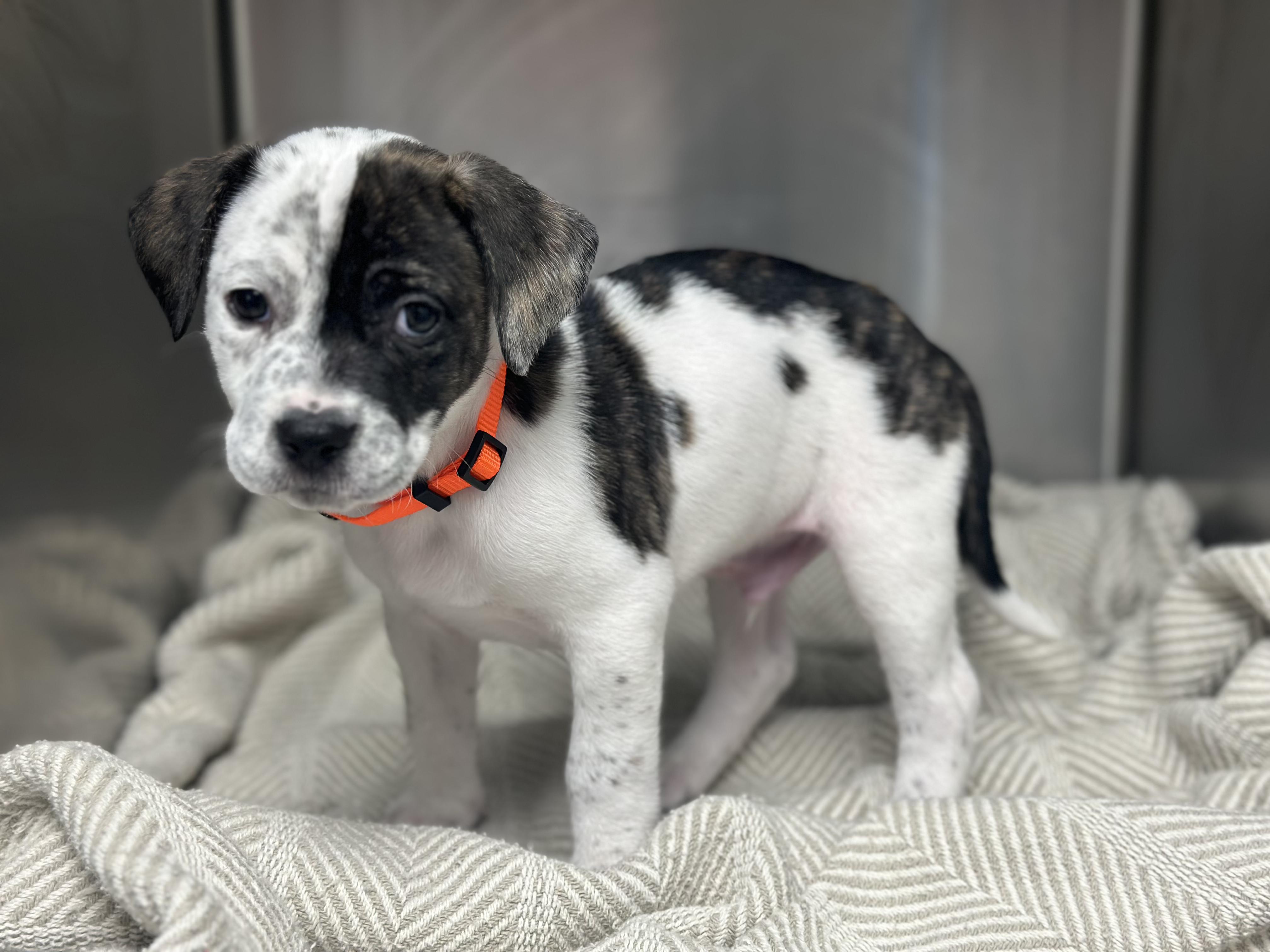 Enlarge Treasure , a ADOPTABLE Mixed Breed in KANSAS CITY, KS image 1/3