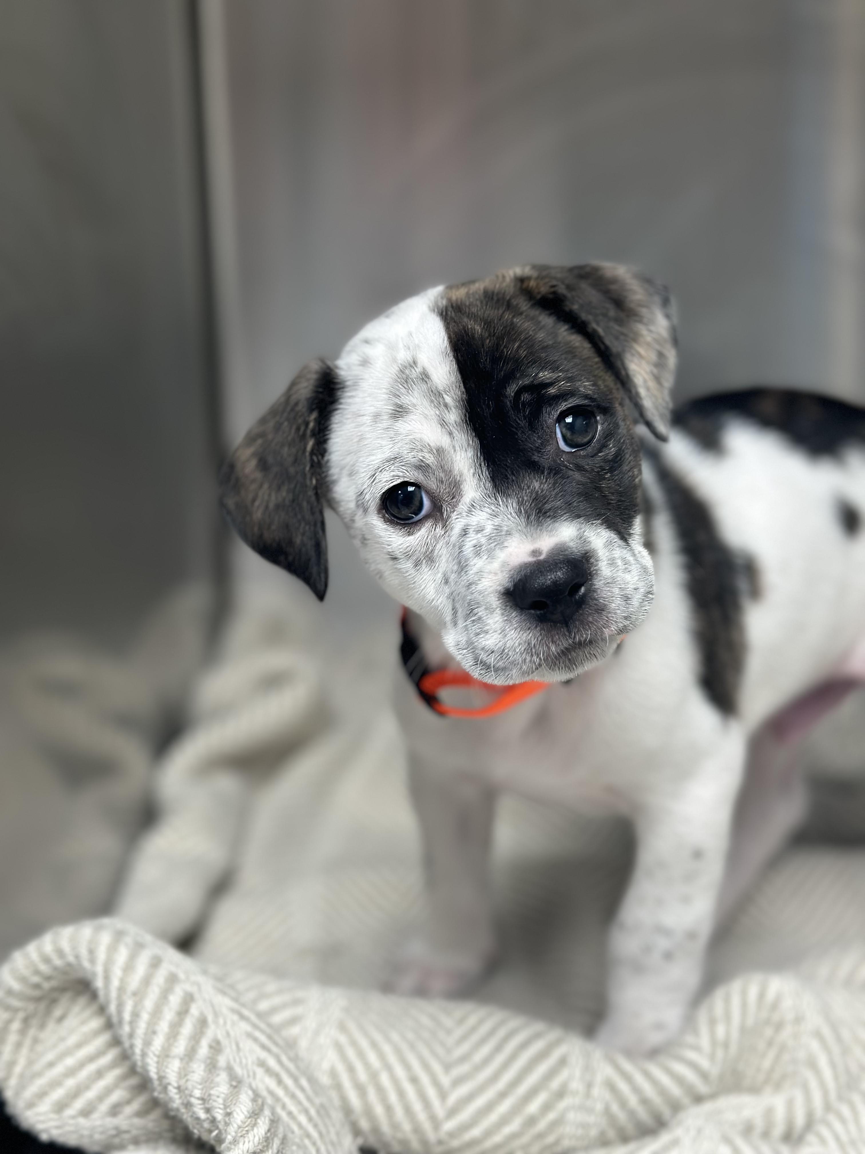 Enlarge Treasure , a ADOPTABLE Mixed Breed in KANSAS CITY, KS image 2/3