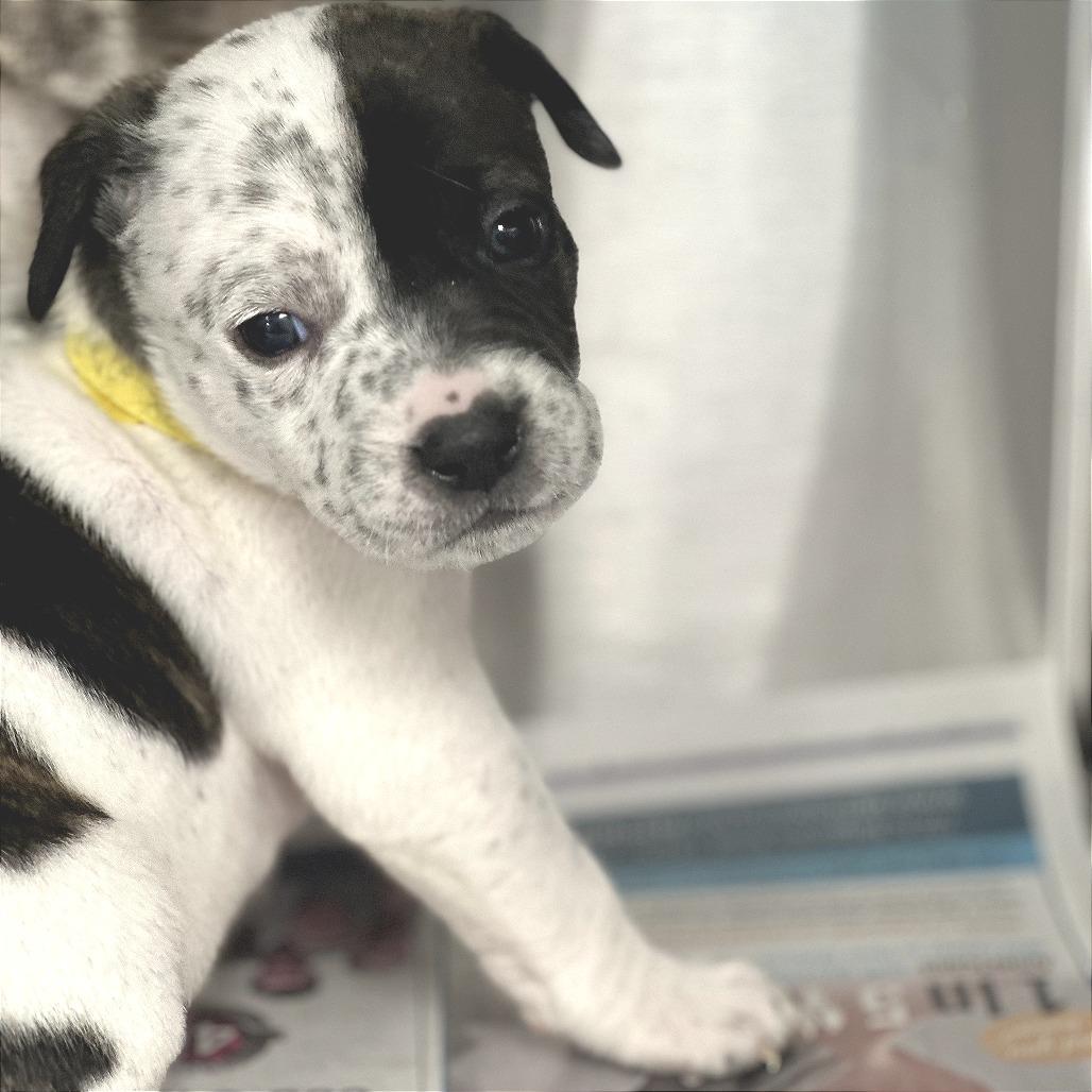 Enlarge Treasure , a ADOPTABLE Mixed Breed in KANSAS CITY, KS image 3/3