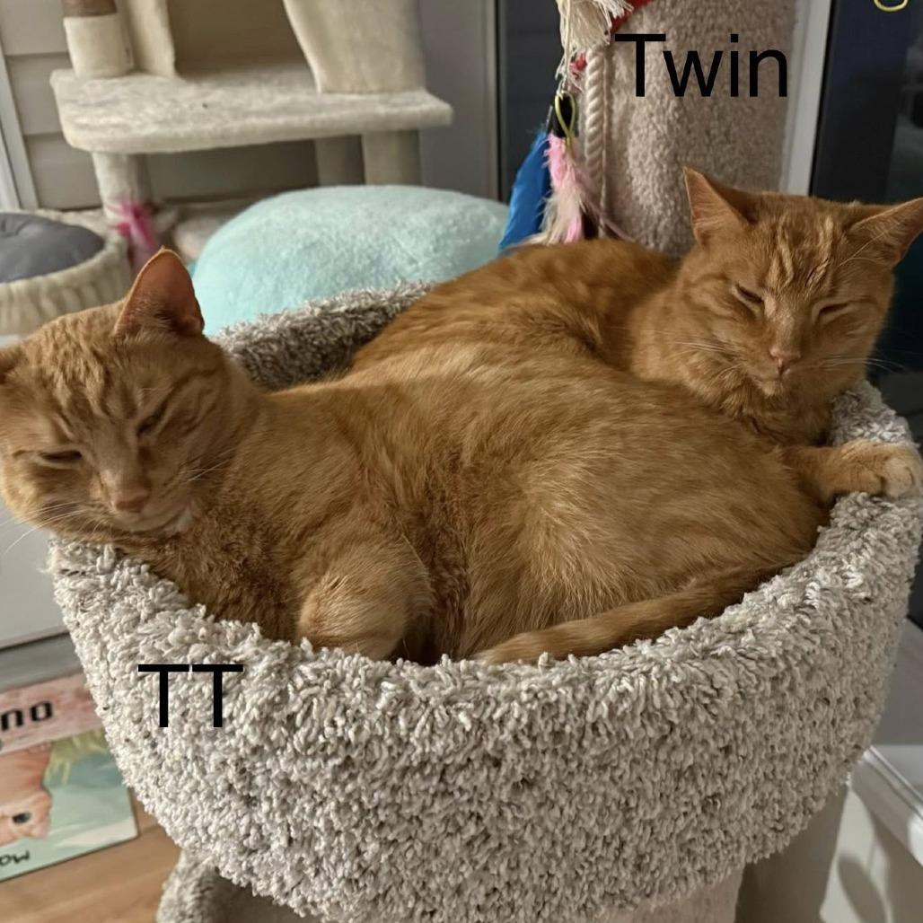 Two Tone — thumbnail 2