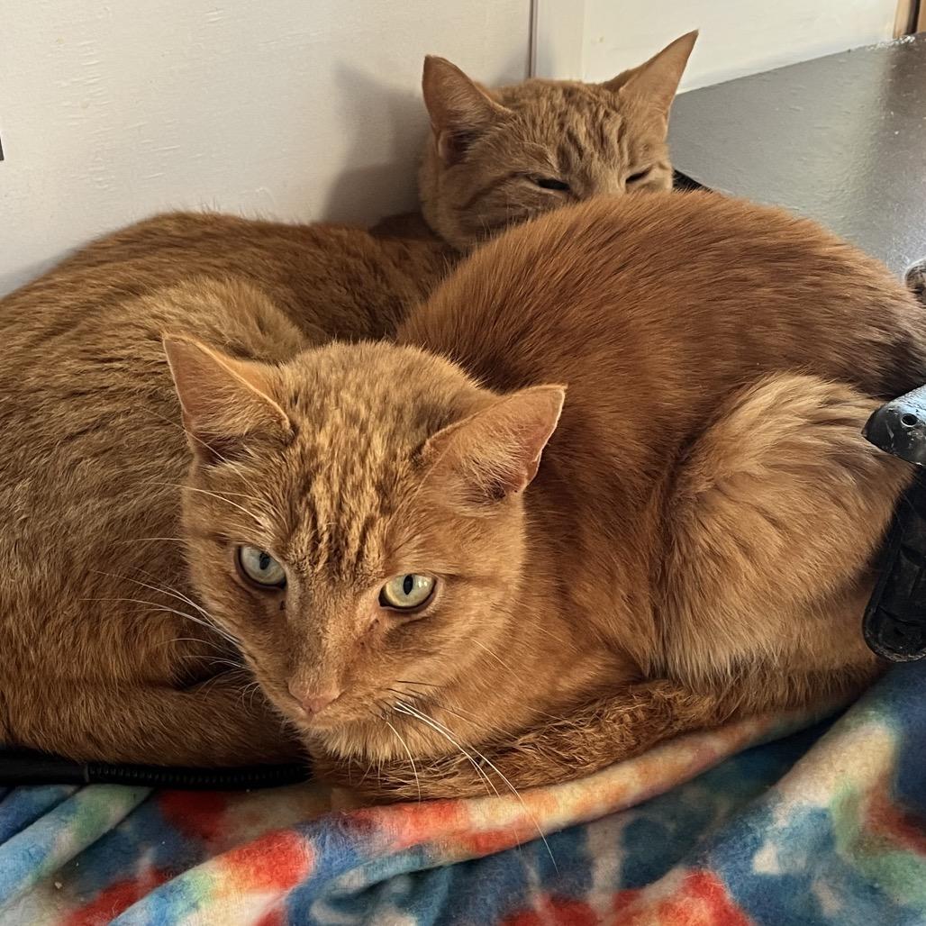 Two Tone — thumbnail 3